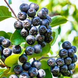 Aronia